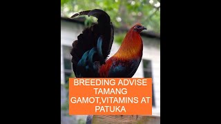 Sabong tips BREEDING ADVISE TAMANG GAMOTVITAMINS AT PATUKA [upl. by Animrac907]