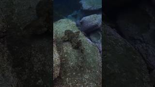 Spotted Wobbegong Shark Searching for an Ambush Spot MarineWildlife Nature [upl. by Dnomed]