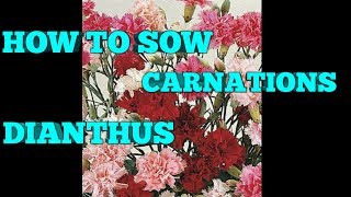 HOW TO GROW CARNATIONS DIANTHUS PINKS FROM SEED [upl. by Aehtorod]