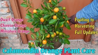 Calamondin  Orange Plant Care  How To Grow And Care For Chinese Orange [upl. by Nevil]