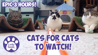 Cats Videos For Cats To Watch With Sound ➙ EPIC 3 HOURS  Cats Playing  Entertainment For Cats [upl. by Enael]