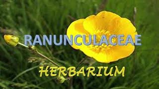 herbarium collectionbuttercup family Ranunculaceae Clematis gouriana Plant taxonomy botany [upl. by Arimak454]