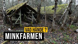 Minkfarmen  Vad hände [upl. by Towill]