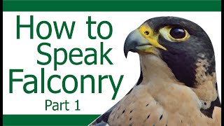 How to speak like a Falconer  Part 1 [upl. by Seilenna826]