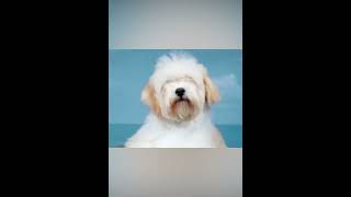 Happiness is a Havanese Discover the Charm of this Adorable Dog Breed [upl. by Symer]