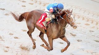 The Smarty Jones Stakes  2022  Dash Attack [upl. by Ynnub]