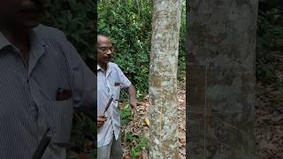 ആദ്യ ടാപ്പിംഗ് new rubber tree [upl. by Airdnaxela]