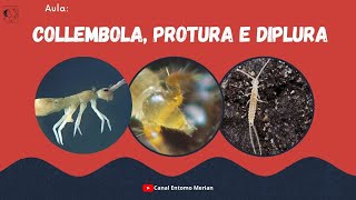 Hexápodes não insetos Collembola Protura e Diplura [upl. by Kristel]