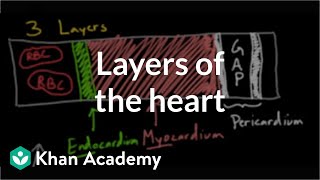 Layers of the heart  Human anatomy and physiology  Health amp Medicine  Khan Academy [upl. by Tolland]