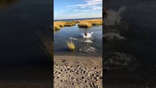 labradoodle Splish Splash🌊🐾❤️ PawLove for water 🌊🌊 doglovers youtubeshorts [upl. by Orazal]