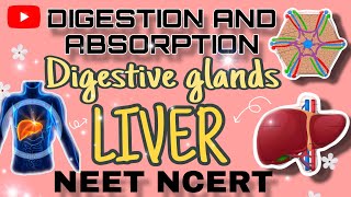 LIVER  Digestive glands  DIGESTION AND ABSORPTION 🍔II NEET NCERT ✨️ bushrasMedicalinsights✨️ [upl. by Stiruc]