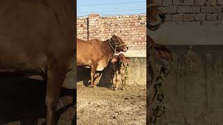 uniquecattlefarm cow brahman animals highlymilkingcowbreed [upl. by Emaj978]