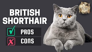 British Shorthair Cat The Pros amp Cons of Owning One [upl. by Ratcliff59]