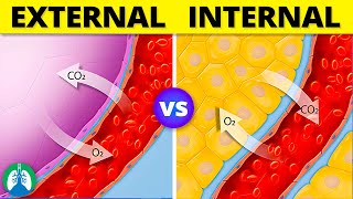 Internal vs External Respiration  Simple Explanation [upl. by Colbye]