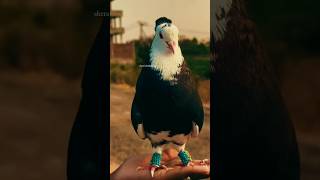 Show piss pigeon 😍kabutar birds pigeon trending song [upl. by Jara662]