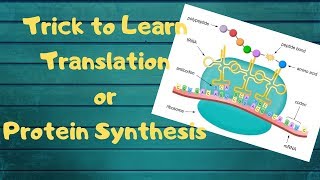 Translation or Protein Synthesis in 5 minutes [upl. by Oicafinob]