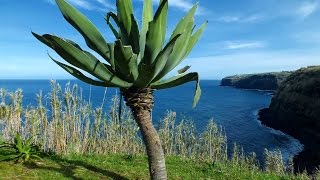 Ribeira Grande a Povoação  Nordeste de São Miguel Açores [upl. by Eelyak308]