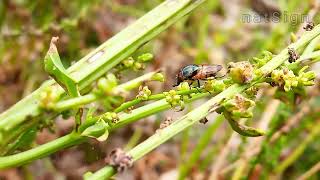 quotStomorhina Lunata  The Mesmerizing Beautyquot Naturessign [upl. by Calderon918]