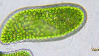 Paramecium bursaria movement [upl. by Anytsirhc484]