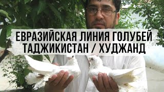 ЕвРоАзийская линия голубей АбдуМаджида Раупова Таджикистан г Худжанд Pigeons Tauben [upl. by Shaylyn]