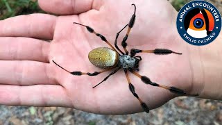 Esta araña GIGANTE tiene seda DORADA araña banana [upl. by Anirtap]