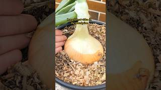 Growing Onions from Seed to Harvest  in Containers [upl. by Ermin174]