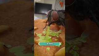 How Flies eats FOOD 🐝  मक्खियाँ आपका खाना कैसे खाती हैं  shorts [upl. by Killen847]