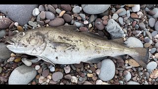 Cod Ray and Conger in The Shadow of Hinkley Sea Fishing The Bristol Channel Shore February 2024 [upl. by Faber691]