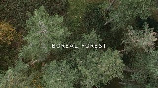 Mammal Hands  Boreal Forest Official Video Gondwana Records [upl. by Jasmine808]