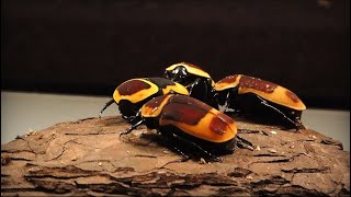 VLOG  Pachnoda marginata peregrina New Home  BeetleParadise [upl. by Marigolda427]