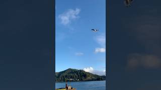 Seagull eats chicken leg in the air [upl. by Eelatsyrc]