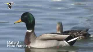 Duck Courtship Behavior [upl. by Anitsenre629]