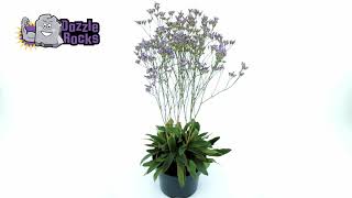 Limonium Dazzle Rocks 360video [upl. by Christie]