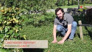 Cotoneaster dammeri of dwergmispel als bodembedekker  informatie [upl. by Nahtam]