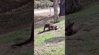 The kangaroo threw upshorts animals kangaroo rescue [upl. by Lazos821]