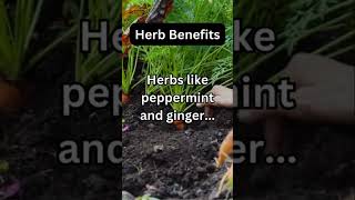 Why Herbs Are So Amazing For Your Health Peppermint and Ginger [upl. by Schiff]