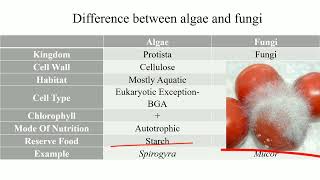 Difference between algae and fungi ll Algae Vs Fungi ll [upl. by Merrick91]