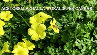 Acetosella gialla oxalis pes caprae [upl. by Eednam]