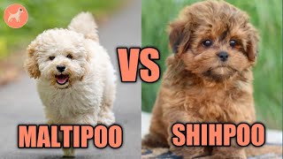 Shih Poo vs Maltipoo  Dog Breed Comparison 2022 [upl. by Des561]