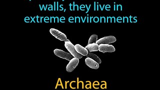 origin of ARCHAEA msc 1st sem [upl. by Refinnaej]