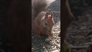 Squirrel Faceoff Bushy Tails vs Fluffy Ears for Ultimate Survival [upl. by Mosby]