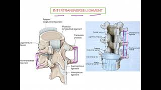 Intertransverse Ligament VERTEBRAL COLUMN [upl. by Airat]