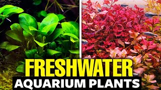 The 30 BEST Freshwater Aquarium Plants [upl. by Lokim265]