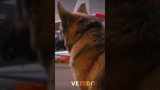 Try to not cry😭 dog germanshepherd cry fly cutedog [upl. by Estevan]