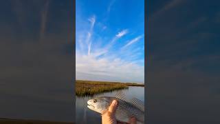 Redfish hang out by marsh inlets kayakfishing [upl. by Narhem]