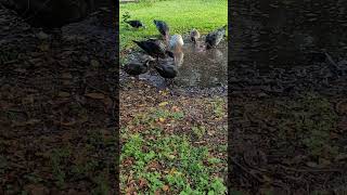 Puddle Ducks at Play duck floridawildlife florida ducks birding floridaducks subscribe birds [upl. by Gal873]