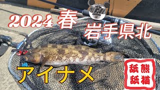 岩手県北で春のアイナメが釣れたぜぃ🍺 ¯꒳​¯ ᐝ [upl. by Ladew]