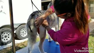 Siberian Husky Grooming Tips [upl. by Stranger]