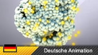 Photosynthese  Funktionsweise amp Ablauf Animation [upl. by Oizirbaf61]