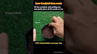 How to grow Candytuft at home 100success with germination update shorts candytuft gardening [upl. by Drol]